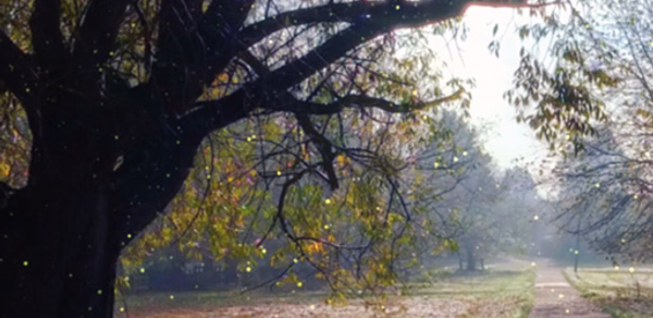 forest video wallpaper Header - AppWisp.com forest video wallpaper Header - AppWisp.com