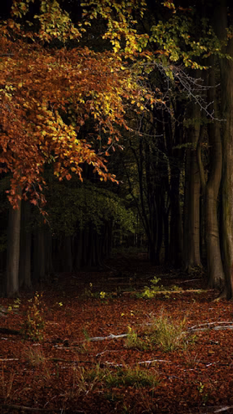 Forest Wallpaper Screenshot 1 - AppWisp.com Forest Wallpaper Screenshot 1 - AppWisp.com