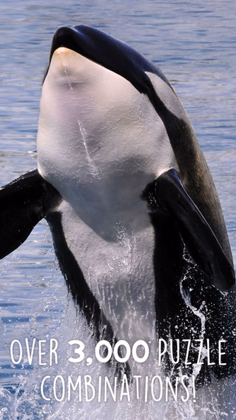 Orca Puzzles for Kids Free Jigsaw Wonder Edition Screenshot 3 - AppWisp.com Orca Puzzles for Kids Free Jigsaw Wonder Edition Screenshot 3 - AppWisp.com
