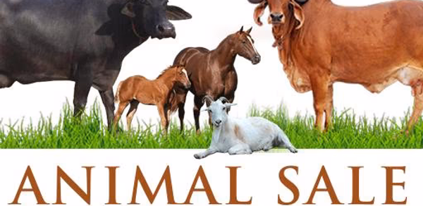 गाय भैंस  :  खरीदे बेचें Header - AppWisp.com