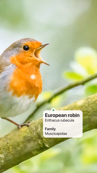Picture Bird - Bird Identifier Screenshot 2 - AppWisp.com Picture Bird - Bird Identifier Screenshot 2 - AppWisp.com