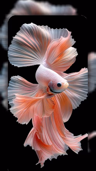 Betta Fish Wallpaper 4K Screenshot 2 - AppWisp.com Betta Fish Wallpaper 4K Screenshot 2 - AppWisp.com