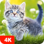 Cat Wallpapers & Cute Kittens - AppWisp.com
