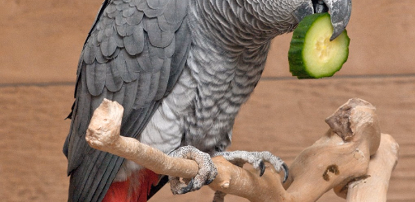 African Grey Parrot Sounds Header - AppWisp.com African Grey Parrot Sounds Header - AppWisp.com
