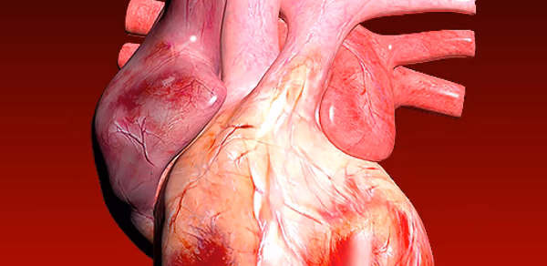 Circulatory System 3D Anatomy Header - AppWisp.com Circulatory System 3D Anatomy Header - AppWisp.com