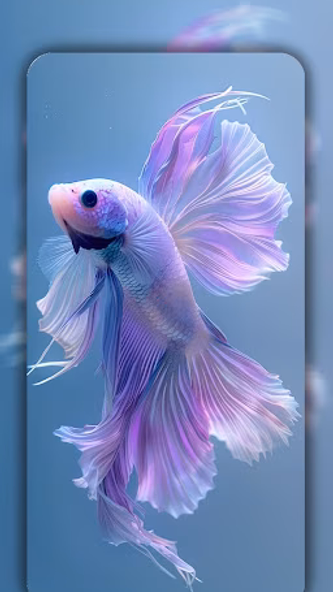 Betta Fish Wallpaper 4K Screenshot 3 - AppWisp.com Betta Fish Wallpaper 4K Screenshot 3 - AppWisp.com