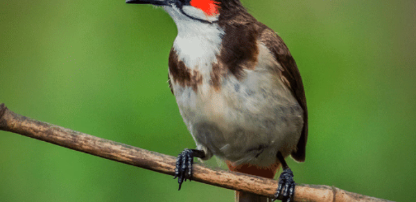 Red-whiskered Bulbul Sounds Header - AppWisp.com Red-whiskered Bulbul Sounds Header - AppWisp.com