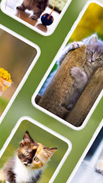 Cat Wallpapers & Cute Kittens Screenshot 1 - AppWisp.com Cat Wallpapers & Cute Kittens Screenshot 1 - AppWisp.com