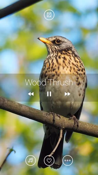 Bird Sounds, Listen & Relax Screenshot 2 - AppWisp.com Bird Sounds, Listen & Relax Screenshot 2 - AppWisp.com