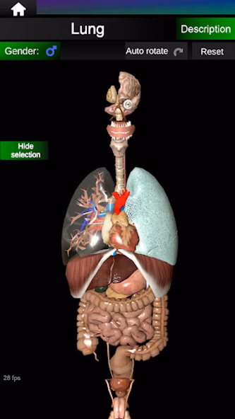 Internal Organs in 3D Anatomy Screenshot 2 - AppWisp.com Internal Organs in 3D Anatomy Screenshot 2 - AppWisp.com