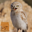 cute owl wallpaper - AppWisp.com