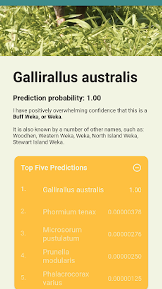 Aotearoa Species Classifier Screenshot 4 - AppWisp.com Aotearoa Species Classifier Screenshot 4 - AppWisp.com