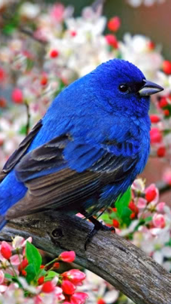 Birds Wallpapers HD 2021-2022 Screenshot 1 - AppWisp.com Birds Wallpapers HD 2021-2022 Screenshot 1 - AppWisp.com