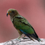 NewZealand Bird Sounds - AppWisp.com