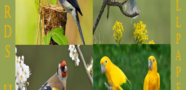Birds Wallpapers HD 2021-2022 Header - AppWisp.com Birds Wallpapers HD 2021-2022 Header - AppWisp.com