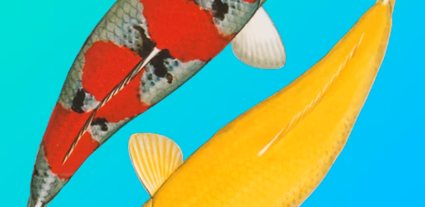 Koi Catalog Header - AppWisp.com Koi Catalog Header - AppWisp.com