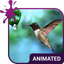 Colibri Live Wallpaper Theme - AppWisp.com