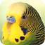 Parrots - AppWisp.com