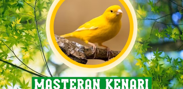 Masteran Kenari Gacor Juara Header - AppWisp.com Masteran Kenari Gacor Juara Header - AppWisp.com