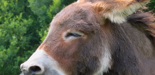Donkey Sounds Header - AppWisp.com Donkey Sounds Header - AppWisp.com