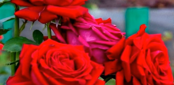 خلفيات ورود : صور ورد وفل Header - AppWisp.com خلفيات ورود : صور ورد وفل Header - AppWisp.com