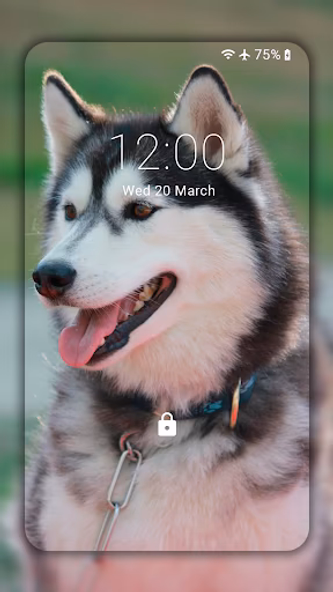 Husky dog Wallpaper HD Themes Screenshot 3 - AppWisp.com Husky dog Wallpaper HD Themes Screenshot 3 - AppWisp.com