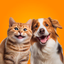 Pet Together: Play With Pets - AppWisp.com