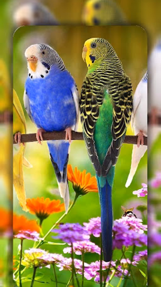Birds Wallpaper in 4K Screenshot 2 - AppWisp.com Birds Wallpaper in 4K Screenshot 2 - AppWisp.com