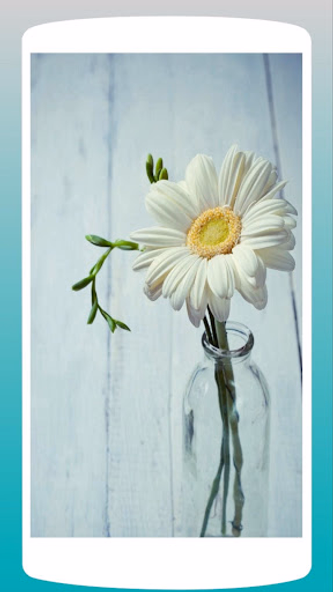 Beautiful Daisy Wallpaper HD Screenshot 1 - AppWisp.com Beautiful Daisy Wallpaper HD Screenshot 1 - AppWisp.com