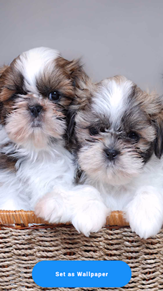 Shih Tzu Wallpaper Screenshot 1 - AppWisp.com Shih Tzu Wallpaper Screenshot 1 - AppWisp.com