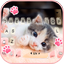 Cute Kitty 2 Keyboard Backgrou - AppWisp.com