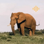 Animal Sounds - enjoy sounds - AppWisp.com