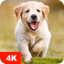 Dog Wallpapers & Puppy 4K - AppWisp.com