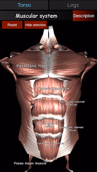 Muscular System 3D (anatomy) Screenshot 3 - AppWisp.com Muscular System 3D (anatomy) Screenshot 3 - AppWisp.com