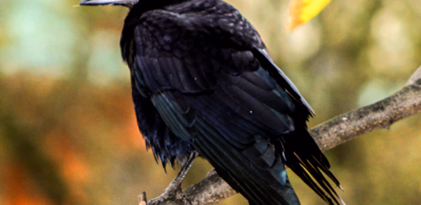 Crow Sounds Header - AppWisp.com Crow Sounds Header - AppWisp.com