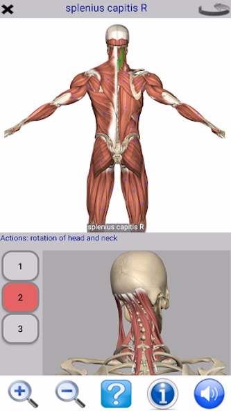 Visual Anatomy Lite Screenshot 2 - AppWisp.com Visual Anatomy Lite Screenshot 2 - AppWisp.com