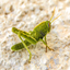 Grasshopper Sound - AppWisp.com