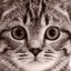 Cat Stickers - AppWisp.com
