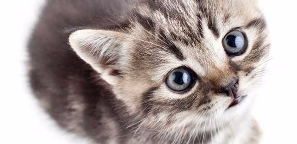 Save The Kitten Header - AppWisp.com Save The Kitten Header - AppWisp.com