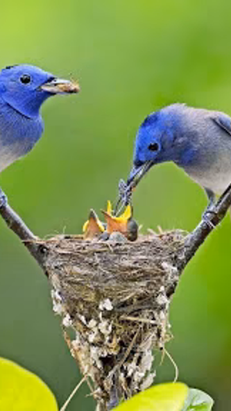 Birds Wallpapers HD 2021-2022 Screenshot 3 - AppWisp.com Birds Wallpapers HD 2021-2022 Screenshot 3 - AppWisp.com