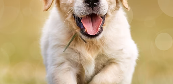 Dog Wallpapers & Puppy 4K Header - AppWisp.com Dog Wallpapers & Puppy 4K Header - AppWisp.com