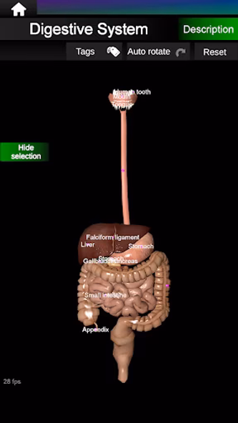 Internal Organs in 3D Anatomy Screenshot 3 - AppWisp.com Internal Organs in 3D Anatomy Screenshot 3 - AppWisp.com