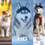 Dog Wallpaper and Backgrounds - AppWisp.com