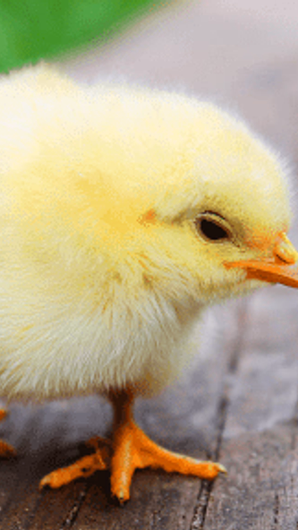 Chicks Sounds - Chirping Noise Screenshot 4 - AppWisp.com Chicks Sounds - Chirping Noise Screenshot 4 - AppWisp.com