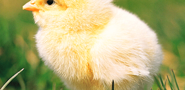 Chicks Sounds - Chirping Noise Header - AppWisp.com Chicks Sounds - Chirping Noise Header - AppWisp.com