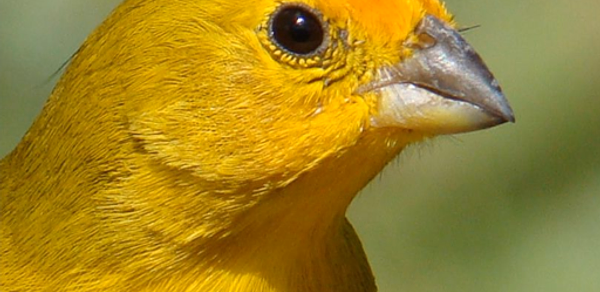 Canary bird singing Header - AppWisp.com Canary bird singing Header - AppWisp.com