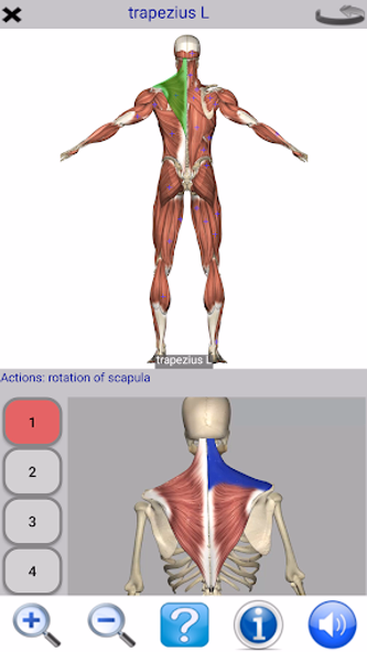 Visual Anatomy Lite Screenshot 3 - AppWisp.com Visual Anatomy Lite Screenshot 3 - AppWisp.com