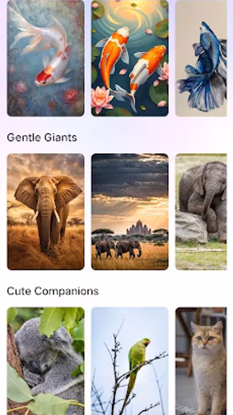 Koi Wallpapers Screenshot 2 - AppWisp.com Koi Wallpapers Screenshot 2 - AppWisp.com
