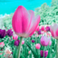 spring wallpaper - AppWisp.com