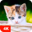 Kitten Wallpapers 4K - AppWisp.com